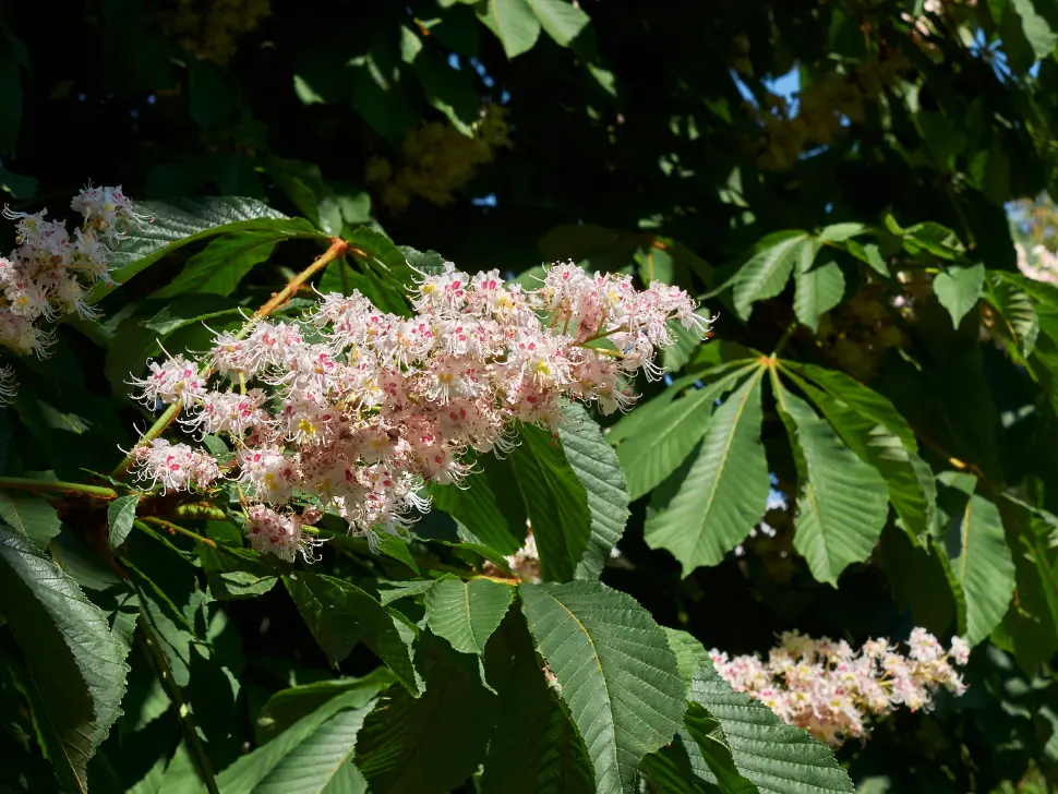 Aesculus