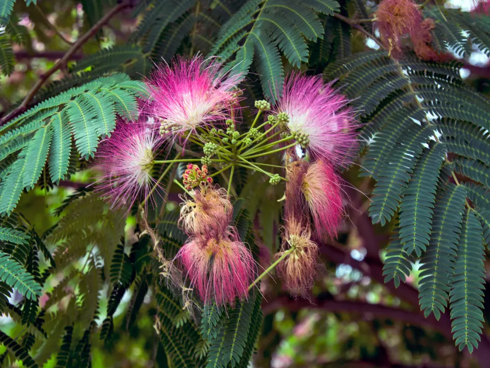 Albizia