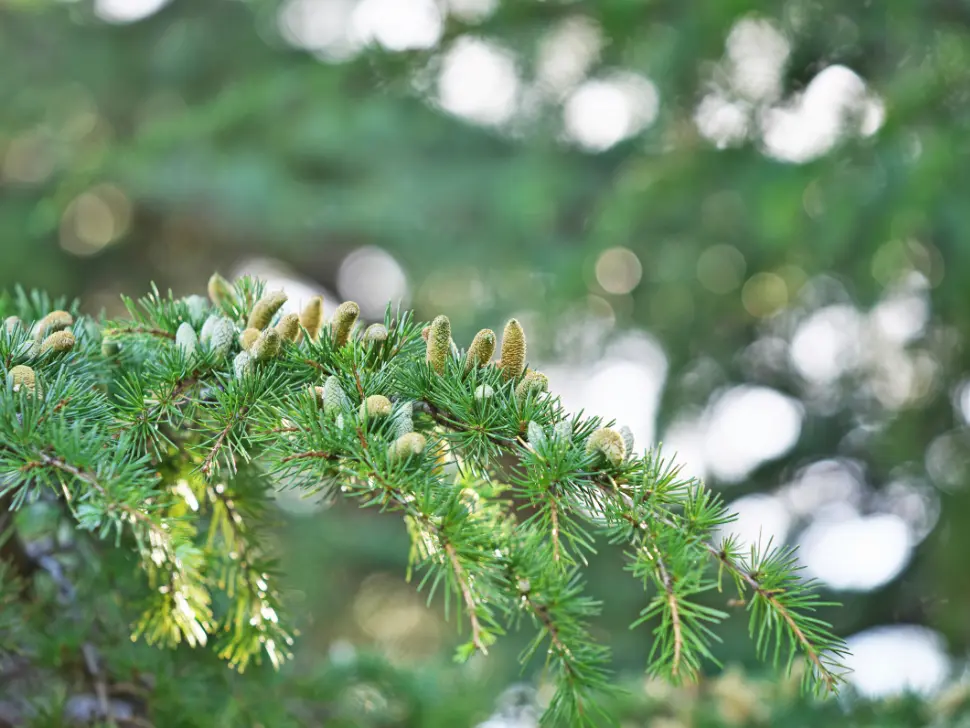Cedrus