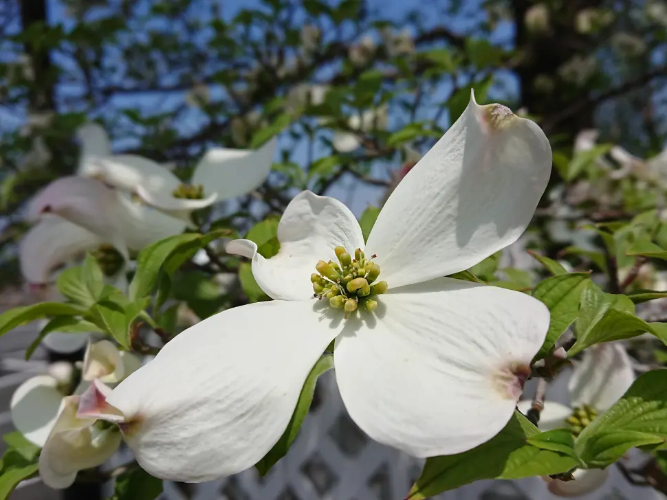Cornus