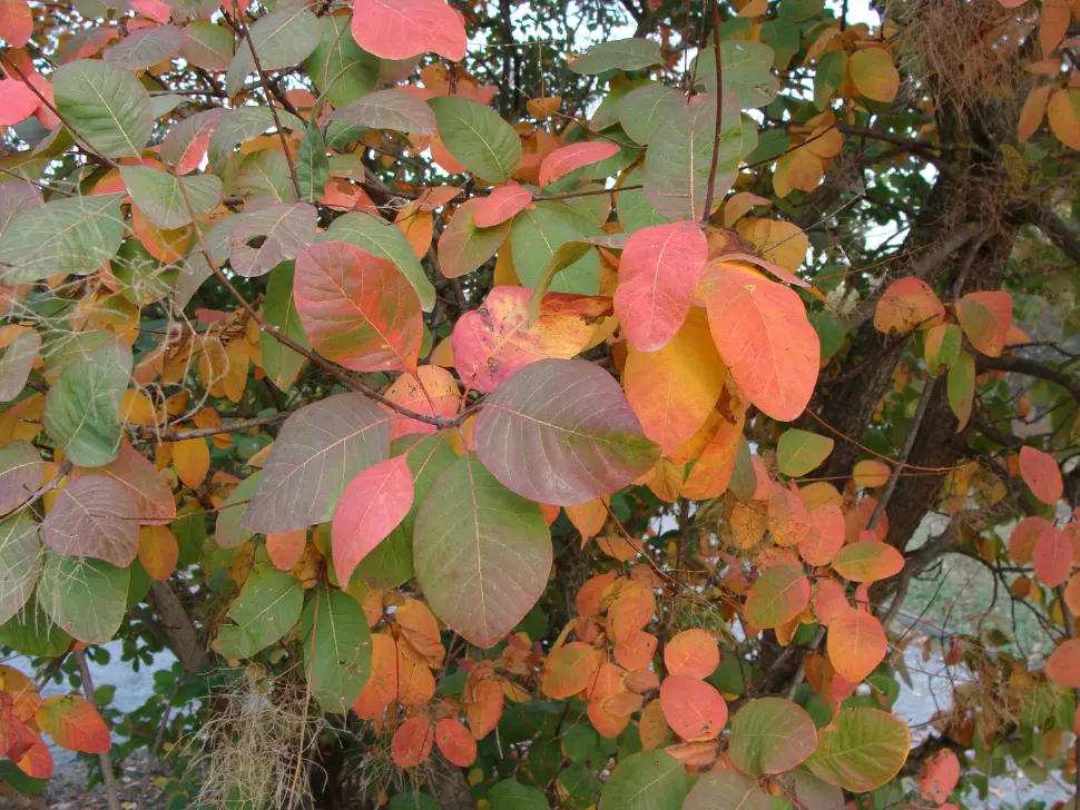 Cotinus