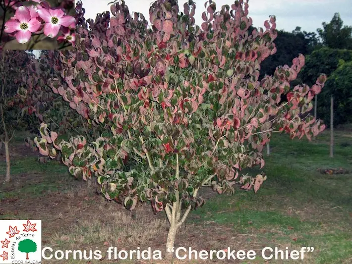 Cornus florida “Cherokee Chief”