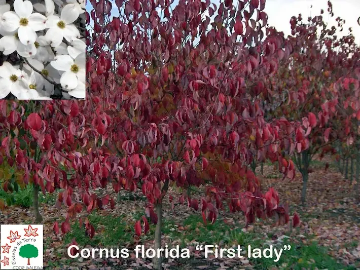 Cornus florida “First Lady”