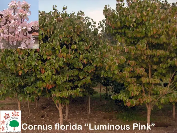 Cornus florida “Luminous Pink”