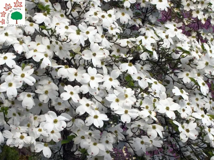 Cornus florida “Spring White”