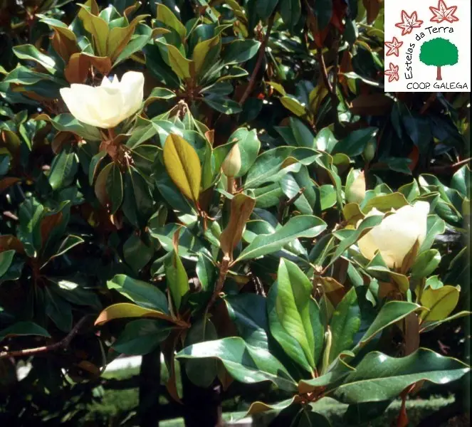 Magnolia grandiflora «Gallisoniensis»