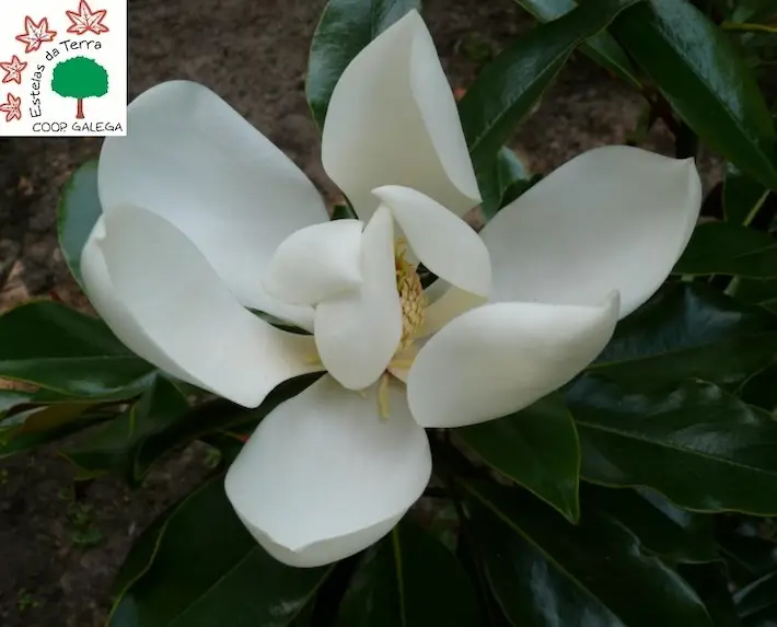 Magnolia grandiflora x virginiana “Meryland”