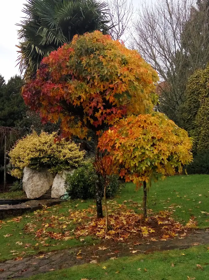 Liquidambar styraciflua “Globosum”