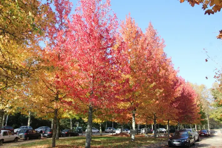Liquidambar styraciflua “Levis”