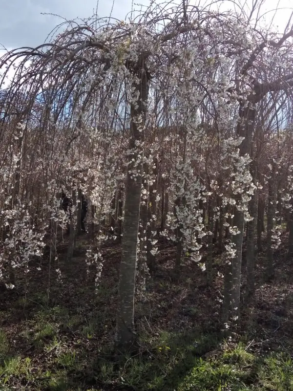 Prunus x yedoensis Péndula
