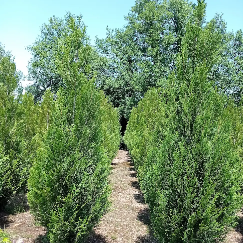 Thuja